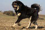 DOGUE DU TIBET 215